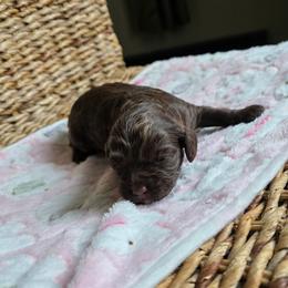 Latte - Brown and white female Cockapoo puppy in Delphos, Ohio from Route 66 Puppies