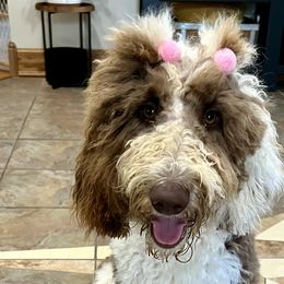 Boxers, French Bulldogs, and Goldendoodles from Rock Run Farm