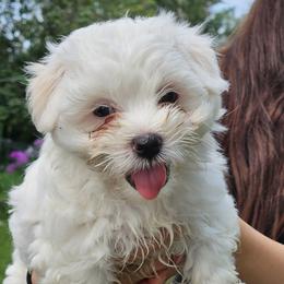 Coton de Tulear Puppies from Ferne's Kintana Cotons