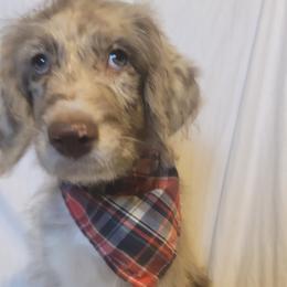 Aussiedoodles, Poodles, and Sheepadoodles from BellCoop Ranch