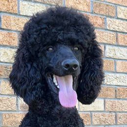 Sire - Poodle