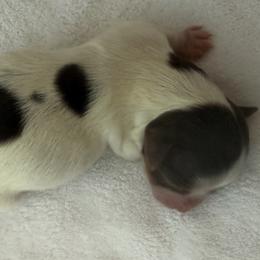 Dalia AKC - Chocolate, tan and white female Yorkshire Terrier puppy in Labelle, Florida from Chocolate and Parti Yorkies in Florida