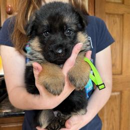 Mr Green - Black and red male German Shepherd puppy in Lawton, Michigan from Free Indeed Shepherds