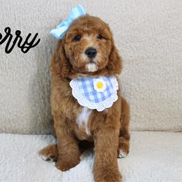 Cherry - Red  female Goldendoodle puppy in Casa Grande, Arizona from AzDoodle Dandies