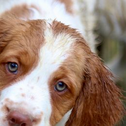 Hurricane - White and orange male Brittany puppy in Downers Grove, Illinois from Attitude Brittanys
