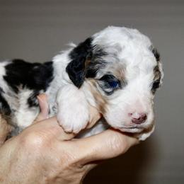 Bernedoodle, Cavapoo, and Pomsky Puppies from Cuddle Paws