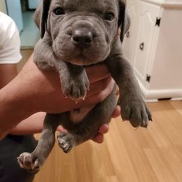 Cane Corso Puppies from Stephenson's Kennel