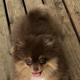 Pomeranian Puppies from Snow peak poms