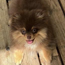 Pomeranian Puppies from Snow peak poms