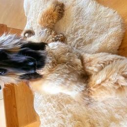 Afghan Hounds from The Red Afgans