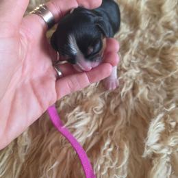 Mania - Tri-color female Cavalier King Charles Spaniel puppy in Springfield, Missouri from Caney Mountain Cavaliers LLC