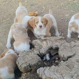 Brittany Puppies from Buster Pointe Brittanys