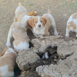 Brittany Puppies from Buster Pointe Brittanys
