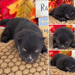 AKC Tyler - Black and tan male Pomeranian puppy in Byron, Georgia from Tracys Pom Palace