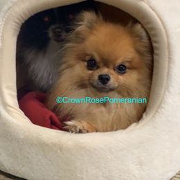 Pomeranians from Crown Rose Pomeranians