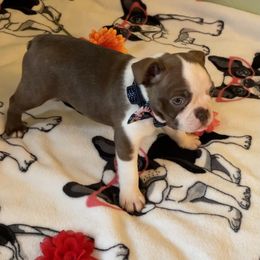 Boston Terrier Puppies from Angie's Little Bostons