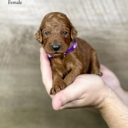 Jenna - Red  female Poodle puppy in Abilene, Texas from Mesquite Kennels