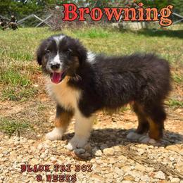 Browning - Black tri-color male Australian Shepherd puppy in Abilene, Texas from S&K Aussies N' Rotties