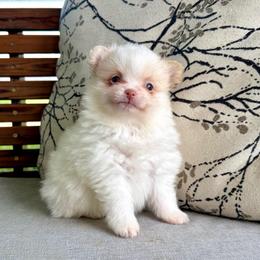 Knuckles - White male Pomeranian puppy in Stroud, Oklahoma from Laik’s Little Shihtz & Poms