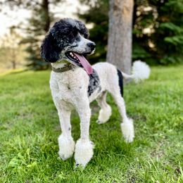 Forest - Poodle