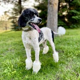 Forest - Poodle