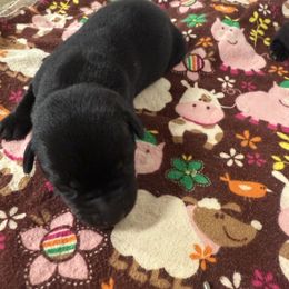 Male 1 - Black male Labrador Retriever puppy in Kinta, Oklahoma from Beaver Creek Kennels
