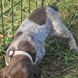 Boy 2 - German Shorthaired Pointer puppy in Henderson, Texas from C4 Gun Dogs