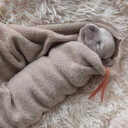 Cheeto - orange collar - Light golden male Golden Retriever puppy in Noblesville, Indiana from Ivory & Pine Goldens