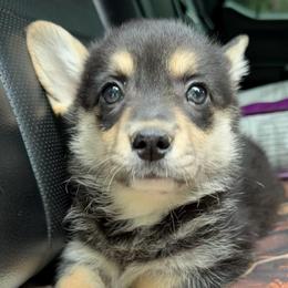 Wanda - Black and tan female American Corgi puppy in Grants Pass, Oregon from KnR Antler Dogs