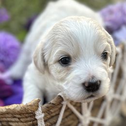 Coton de Tulear Puppies from Lavender Fields Cotons
