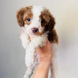 Beckham - Parti male Goldendoodle puppy in Auburn, Indiana from Martin’s Doodles
