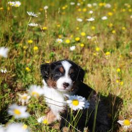 Willie - Black tri male Miniature American Shepherd puppy in Battle Ground, Washington from Casita Miniature American Shepherds