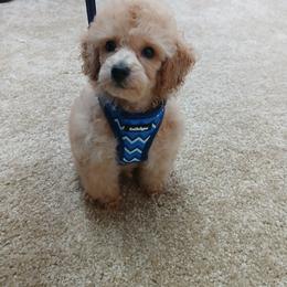 Maxwell - Apricot male Poodle puppy in Blanch, North Carolina from Faithful Hearts Kennel