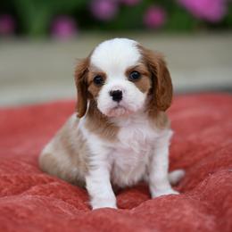 Leo - Blenheim male Cavalier King Charles Spaniel puppy in Sugarcreek, Ohio from Chocolate Cavalier