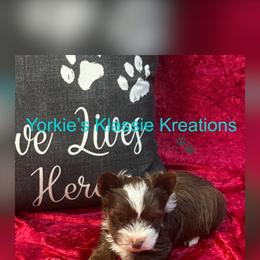 Madden - Parti male Yorkshire Terrier puppy in Dierks, Arkansas from Yorkie’s Klassie Kreations