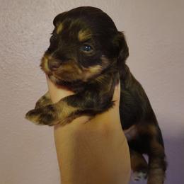 Alice - Liver female Miniature Schnauzer puppy in Florida from Central Florida Schnauzers