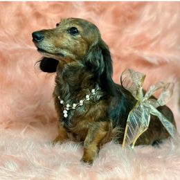 Bindi - Dachshund