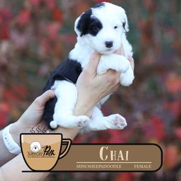 Chai - Black and white female Sheepadoodle puppy in Cleveland, Tennessee from Narrow Path Old English & Sheepadoodles
