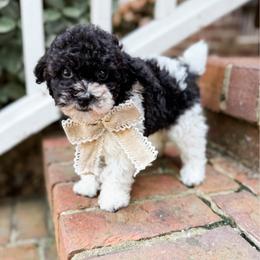 Legend - Parti male Poodle puppy in Graham, North Carolina from Cyndi’s Poodles