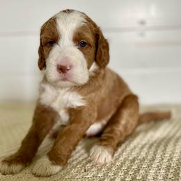 Farley - Red  male Goldendoodle puppy in Stanford, Kentucky from Holloway Goldendoodles