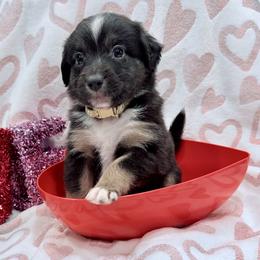 Tan collar - Black tri male Miniature Australian Shepherd puppy in 32046, Florida from River Hill Ranch