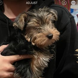 Lola - Yorkshire Terrier