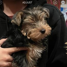 Lola - Yorkshire Terrier