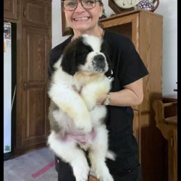Pink Collar - Mahogany and white female Saint Bernard puppy in New Philadelphia, Ohio from Fletchers Saints