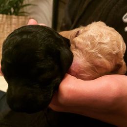 Goldendoodle Puppies from Little Doodle Love