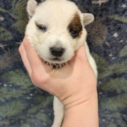 Pumpkin - Red mottled female Australian Cattle Dog puppy in Mena, Arkansas from Red Desert Australian Cattle Dogs
