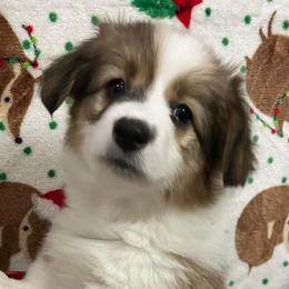 Brandy - Pembroke Welsh Corgi puppy from Triple T Corgis