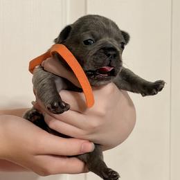 Orange Collar - Blue female French Bulldog puppy in Jamestown, Kentucky from French Valley Miniature Goldendoodles & French Bulldogs