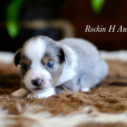 Boy 4 - Blue merle male Toy Australian Shepherd puppy in Russellville, Arkansas from Rockin H Aussies