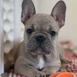 French Bulldogs from The Punk'n Patch